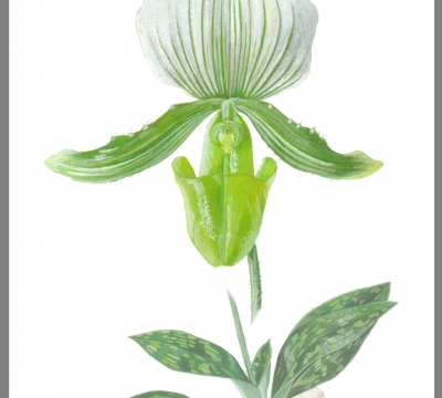 Botanical Illustration in Watercolours/ Gouache 1 to 2 days with Simon Williams SBA 