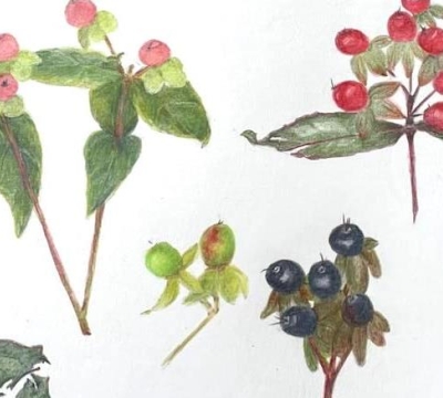 'Rediscovering Pencils in Art - Amazing Autumn' with Margaret Jarvis 