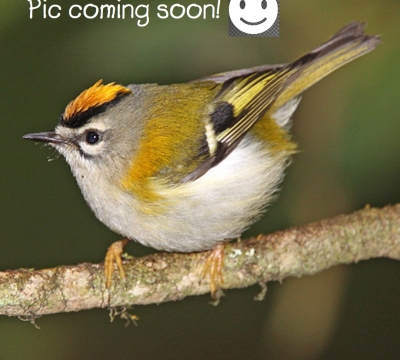 'Needle Felted Garden Birds ~ 'The Firecrest'  with Helen Hammond